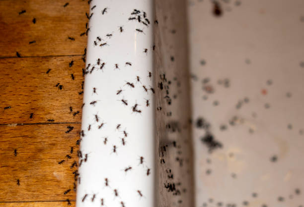 Best Termite Control Services  in Chagrin Falls, OH