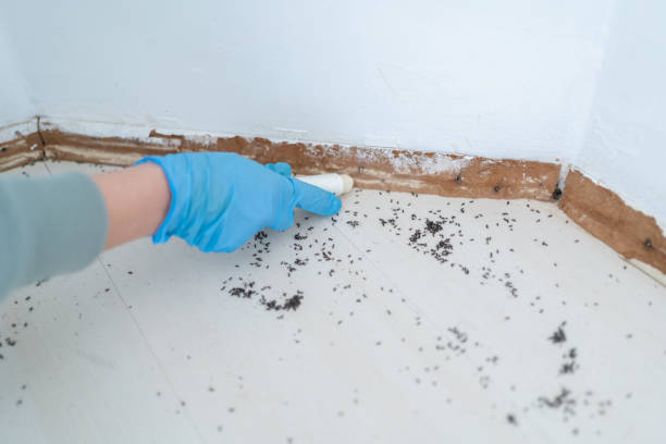 Best Flea Control Services  in Chagrin Falls, OH
